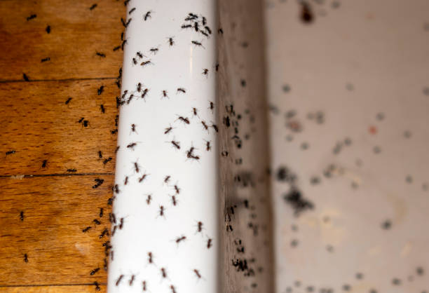 Best Best Pest Control Companies  in Norwalk, OH