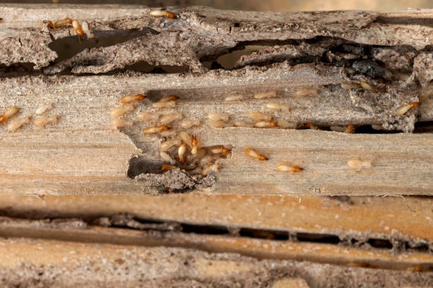 Best Wasp Removal Services  in Norwalk, OH