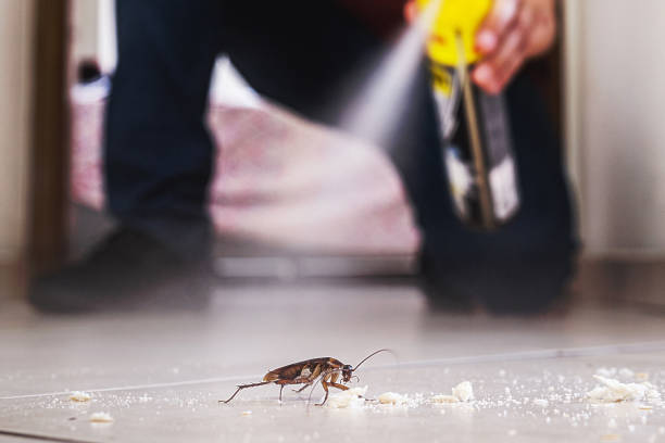 Best Flea Control Services  in Norwalk, OH